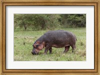 Hippopotamus near riverside, Maasai Mara, Kenya Fine Art Print