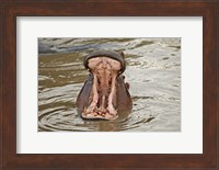 Hippopotamus threat, Mara River, Maasai Mara, Kenya Fine Art Print
