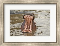 Hippopotamus threat, Mara River, Maasai Mara, Kenya Fine Art Print