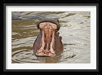 Hippopotamus threat, Mara River, Maasai Mara, Kenya Fine Art Print