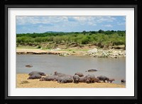 Hippopotamus, Mara River, Serengeti NP, Tanzania Fine Art Print