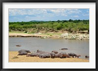Hippopotamus, Mara River, Serengeti NP, Tanzania Fine Art Print