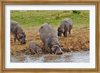 Hippopotamus, Serengeti National Park, Tanzania Fine Art Print