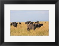 African Buffalo (Syncerus caffer), Mount Kenya National Park, Kenya Fine Art Print