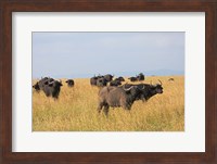 African Buffalo (Syncerus caffer), Mount Kenya National Park, Kenya Fine Art Print