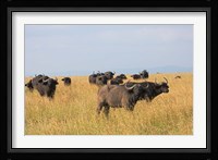 African Buffalo (Syncerus caffer), Mount Kenya National Park, Kenya Fine Art Print
