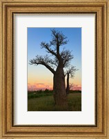 Baobob Trees, Berenty National park, Toliara, Madagascar Fine Art Print