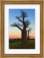 Baobob Trees, Berenty National park, Toliara, Madagascar Fine Art Print