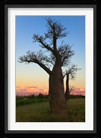 Baobob Trees, Berenty National park, Toliara, Madagascar Fine Art Print