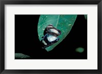 Butterfly on leaf, Gombe National Park, Tanzania Fine Art Print