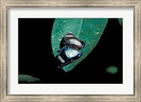 Butterfly on leaf, Gombe National Park, Tanzania Fine Art Print