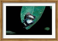 Butterfly on leaf, Gombe National Park, Tanzania Fine Art Print