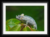 Chameleon on leaves, Nakuru, Kenya Fine Art Print