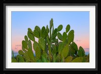 Dry Forest, Berenty National park, Toliara, Madagascar Fine Art Print