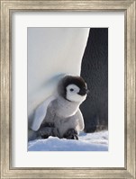 Baby Emperor Penguin, Snow Hill Island, Antarctica Fine Art Print