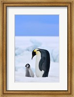 Parent and chick Emperor Penguin, Snow Hill Island, Antarctica Fine Art Print
