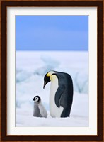 Parent and chick Emperor Penguin, Snow Hill Island, Antarctica Fine Art Print