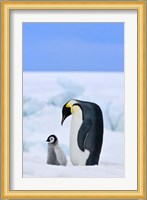 Parent and chick Emperor Penguin, Snow Hill Island, Antarctica Fine Art Print