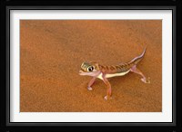 Desert Gecko, Namib Desert, Namibia Fine Art Print
