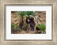 Gelada Baboons With Giant Lobelia, Simen National Park, Northern Ethiopia Fine Art Print