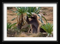 Gelada Baboons With Giant Lobelia, Simen National Park, Northern Ethiopia Fine Art Print