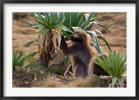 Gelada Baboons With Giant Lobelia, Simen National Park, Northern Ethiopia Fine Art Print