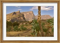 Giant Lobelia, Simen National Park, Northern Ethiopia Fine Art Print