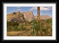 Giant Lobelia, Simen National Park, Northern Ethiopia Fine Art Print