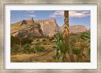 Giant Lobelia, Simen National Park, Northern Ethiopia Fine Art Print