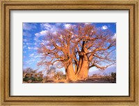 Baobab, Okavango Delta, Botswana Fine Art Print