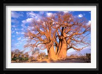 Baobab, Okavango Delta, Botswana Fine Art Print