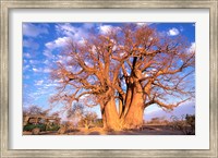 Baobab, Okavango Delta, Botswana Fine Art Print