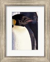 Emperor Penguin, Antarctica Fine Art Print