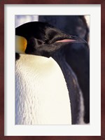 Emperor Penguin, Antarctica Fine Art Print