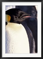 Emperor Penguin, Antarctica Fine Art Print