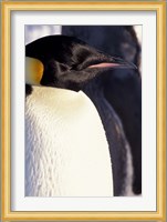 Emperor Penguin, Antarctica Fine Art Print