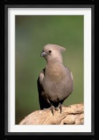 Grey Lourie, Okavango Delta, Botswana Fine Art Print