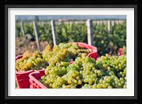 Harvesting Chardonnay grapes in Huailai Rongchen vineyard, Hebei Province, China Fine Art Print