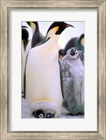 Emperor Penguins, Antarctic Peninsula, Antarctica Fine Art Print