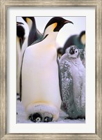 Emperor Penguins, Antarctic Peninsula, Antarctica Fine Art Print