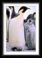 Emperor Penguins, Antarctic Peninsula, Antarctica Fine Art Print