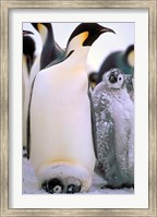 Emperor Penguins, Antarctic Peninsula, Antarctica Fine Art Print