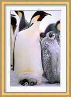 Emperor Penguins, Antarctic Peninsula, Antarctica Fine Art Print