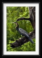 African Darter perched Chobe NP, Kasane, Botswana, Africa Fine Art Print