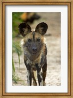 African Wild Dog near Hwange NP, Zimbabwe, Africa Fine Art Print