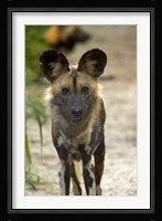 African Wild Dog near Hwange NP, Zimbabwe, Africa Fine Art Print