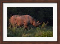 Black rhinoceros Diceros bicornis, Etosha NP, Namibia, Africa. Fine Art Print