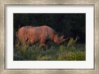 Black rhinoceros Diceros bicornis, Etosha NP, Namibia, Africa. Fine Art Print