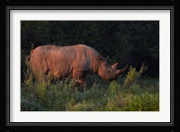 Black rhinoceros Diceros bicornis, Etosha NP, Namibia, Africa. Fine Art Print