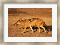 Black-backed jackal, Canis mesomelas, Etosha NP, Namibia, Africa. Fine Art Print